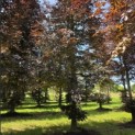 Fagus sylvatica 'Atropunicea' - Foto 3