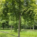 Acer palmatum - Foto 2