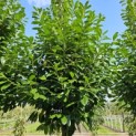 Prunus laurocerasus 'Novita' - 2