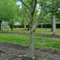 Platanus x hispanica - Afbeelding 5