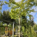 Ginkgo biloba 'Horizontalis' - Foto 2