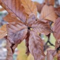 Fagus sylvatica 'Atropunicea' - Foto 1