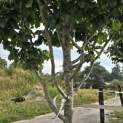 Parrotia persica 'Vanessa' - Foto 1