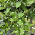 Quercus ilex - 4