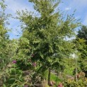 Carpinus Henryana - 2