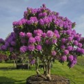 Rhododendron Roseum Elegans - 2