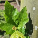 Platanus x hispanica - Foto 1