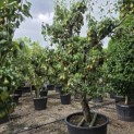 Pyrus c. 'Conference' - 2