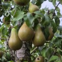 Pyrus c. 'Conference' - 3