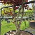 Acer palmatum 'Fireglow' - Foto 1