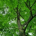 Gymnocladus dioica - 3