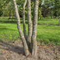 Carpinus Betulus - 4