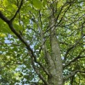 Fagus sylvatica - 1