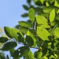 Carpinus betulus 'Frans Fontaine'   (Fastigiata) - Foto 1