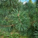 Pinus sylvestris - grove den naald