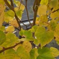 Tilia cordata 'Winter Orange' - 3