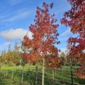 Liquidambar styraciflua - 1