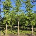 Ginkgo biloba - 1