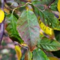 Carpinus Caroliniana