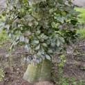 Fagus sylvatica 'Atropunicea' - 1