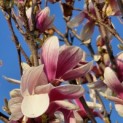 Magnolia 'Soulangeana' - Foto 3