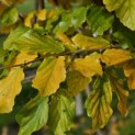 Parrotia persica - Foto 1