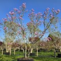 Magnolia 'Susan' - 1