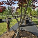 Acer palmatum 'Bloodgood' - 2