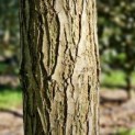 Catalpa bignonioides - 3