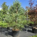 Sequoiadendron Giganteum Healthy Mammoth One - Foto 1