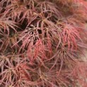 Acer palmatum 'Dragon's fire' - 4