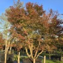 Acer palmatum - Foto 2