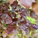 Fagus sylvastica 'Atropunicea' - Foto 1