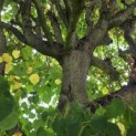Tilia x europaea - Foto 3