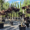 Albizia julibrissin 'Summer Chocolate' - Foto 5