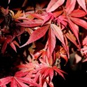 Acer palmatum 'Skeeter's Broom' - Foto 1