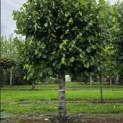 Tilia americana 'Nova' - september 2026