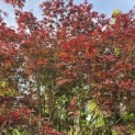 Acer palmatum 'Trompenburg' - Foto 4