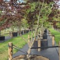 Acer palmatum 'Bloodgood' - Foto 3