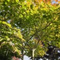 Acer palmatum 'Tsumabeni' - 2