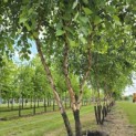 Betula nigra - 3