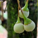 Styrax japonicus - Foto 1