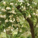 Styrax japonicus - Foto 2