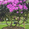 Rhododendron Roseum Elegans - 7