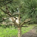 Pinus nigra - Foto 8