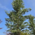 Cupressocyparis leylandii - 3