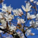 Amelanchier arborea 'Robin Hill' - 1
