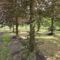 Fagus sylvatica 'Atropunicea' - 3