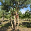 Pinus sylvestris - 3