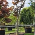 Acer palmatum 'Bloodgood' - Foto 2